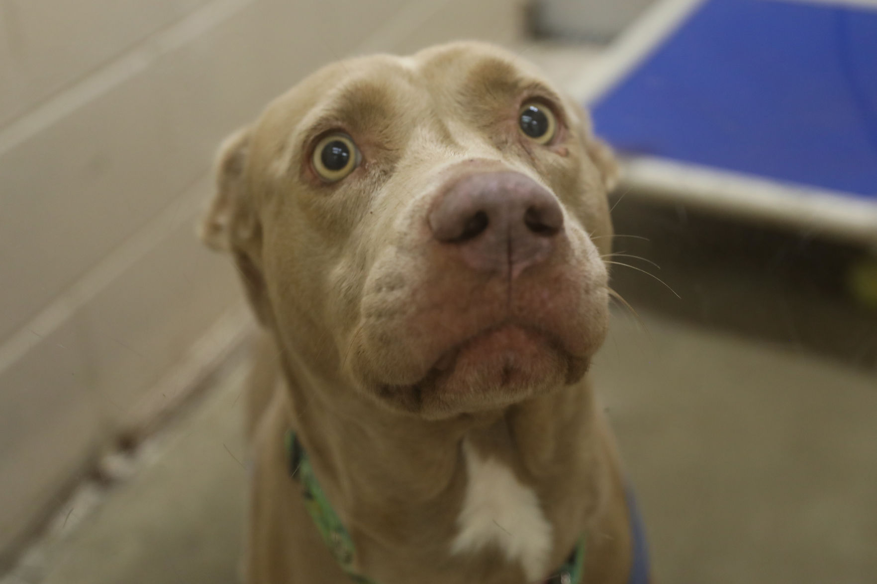 Lee County Humane Society pets for adoption